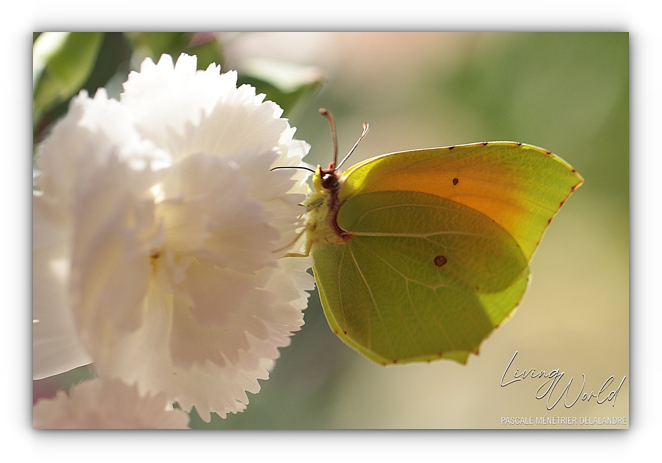 Famille des Pieridae