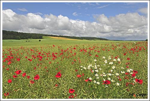 Paysages châtillonnais par Jean-Pierre Gurga...