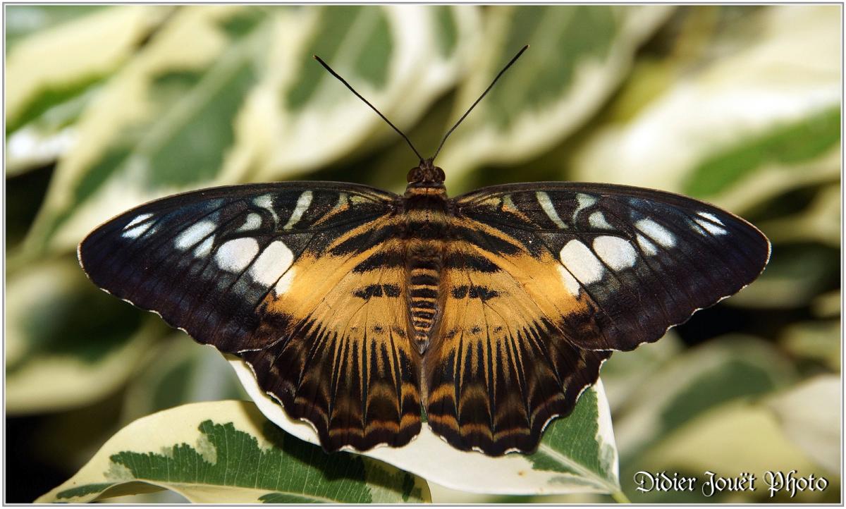 Clipper Brun (3) - Parthenos sylvia