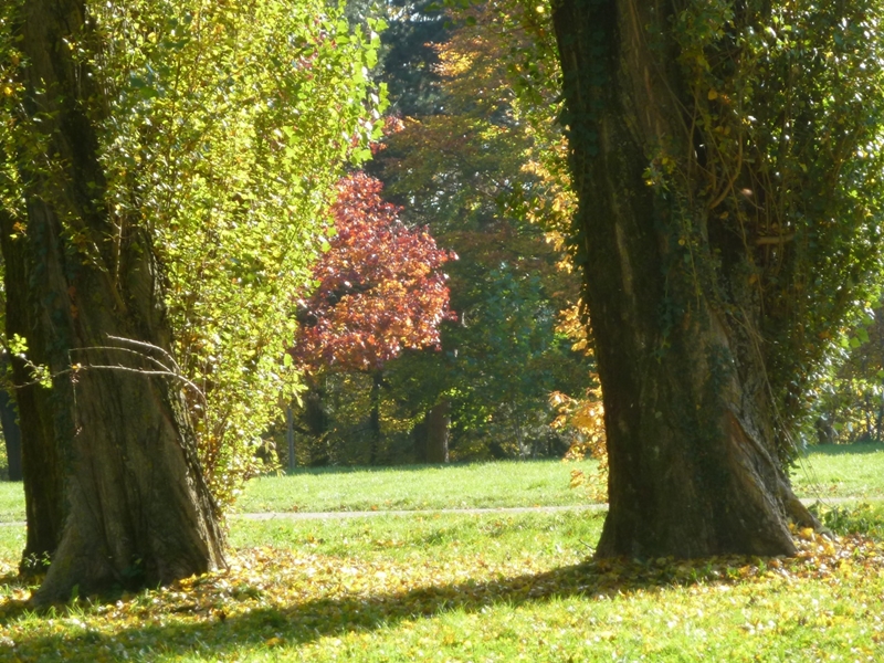 hommage à l'arbre ...