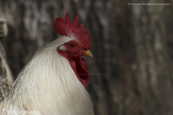 Coq blanc