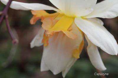 Bulbes de printemps au jardin