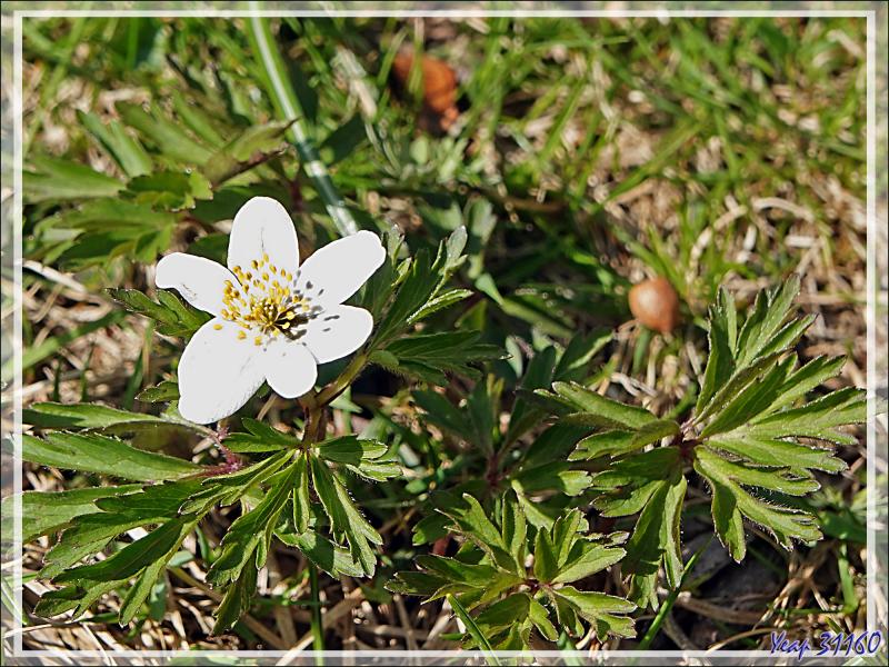 Populage des marais, Caltha des marais, Souci d'eau (Caltha palustris), Isopyre faux pigamon (Isopyrum thalictroides), Anémone des bois (Anemone nemorosa) - Prairie de Pédain - Lescun - 64
