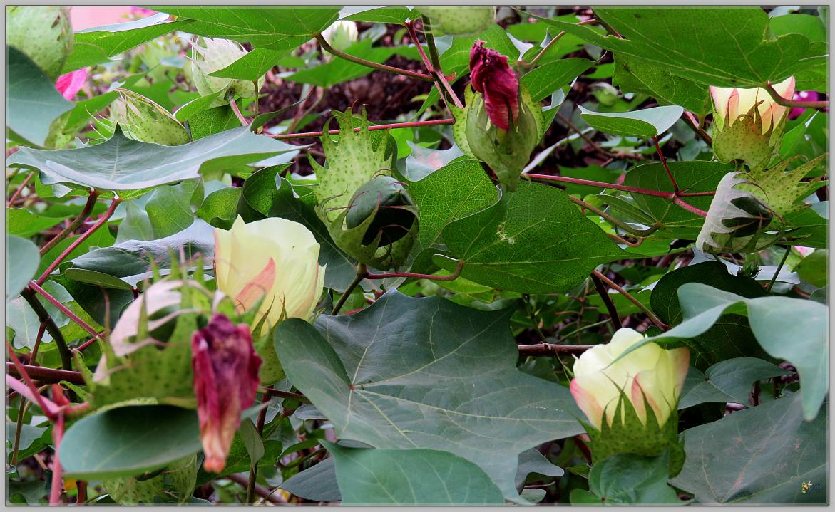 FLEURS DE COTON 2023