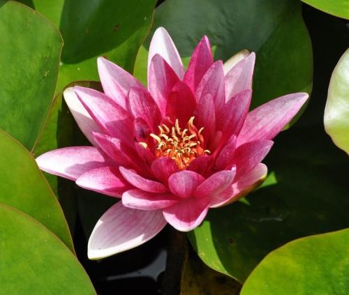 Fleurs cultivées : Nénuphar