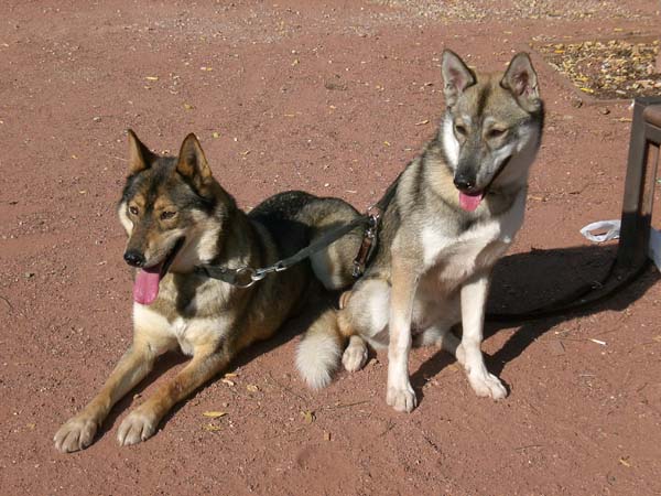 Le husky en ville