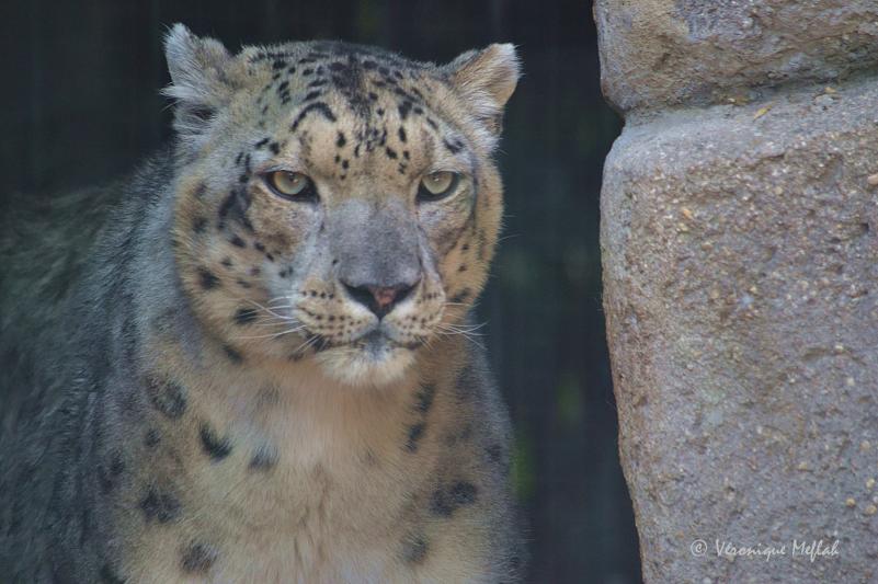 La Ménagerie du Jardin des Plantes : Karu et sa nouvelle compagne