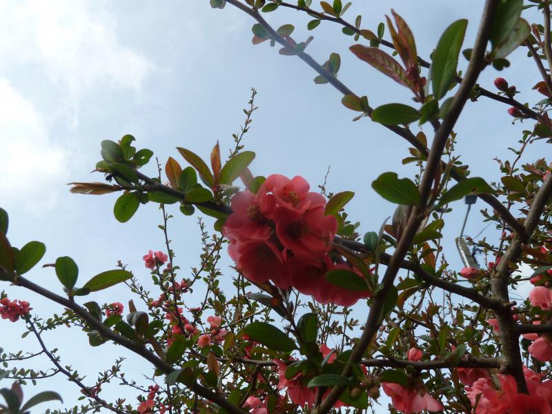 Le printemps ...