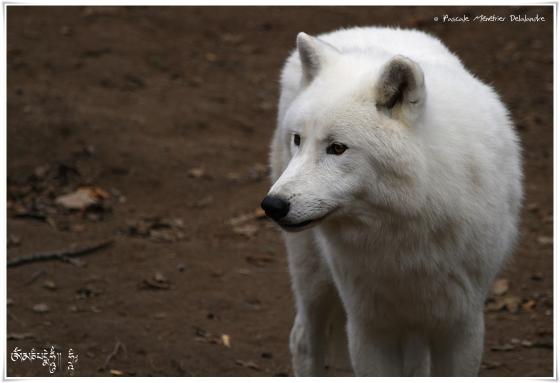 Loups arctiques (Canis lupus arctos)