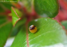 LA METAMORPHOSE DANS LA NATURE