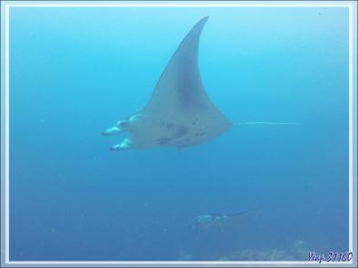 Raies mantas de récif ou Raies mantas d'Alfred, Reef manta rays (Manta alfredi) - Moofushi - Atoll d'Ari - Maldives