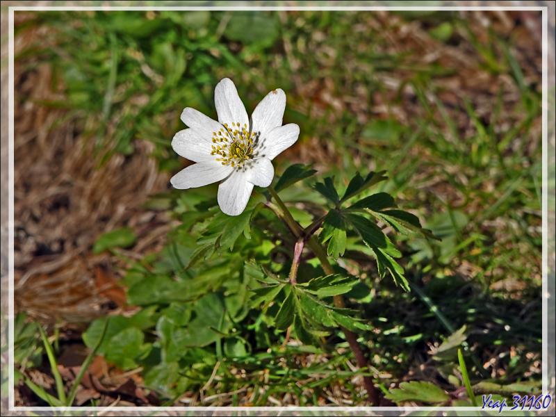 Populage des marais, Caltha des marais, Souci d'eau (Caltha palustris), Isopyre faux pigamon (Isopyrum thalictroides), Anémone des bois (Anemone nemorosa) - Prairie de Pédain - Lescun - 64