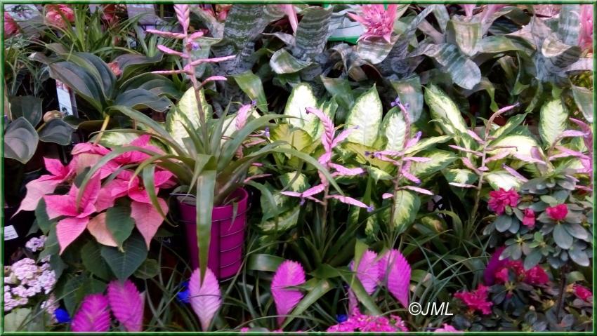 Des photos de plantes prises dans les jardineries