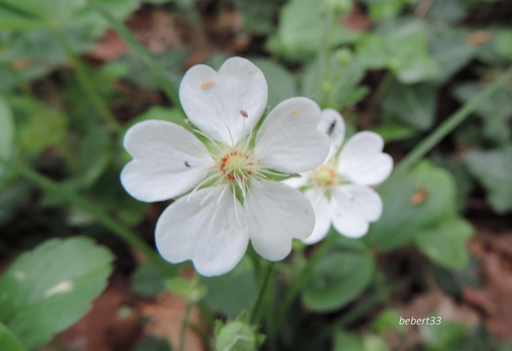 quelques fleurs en macros