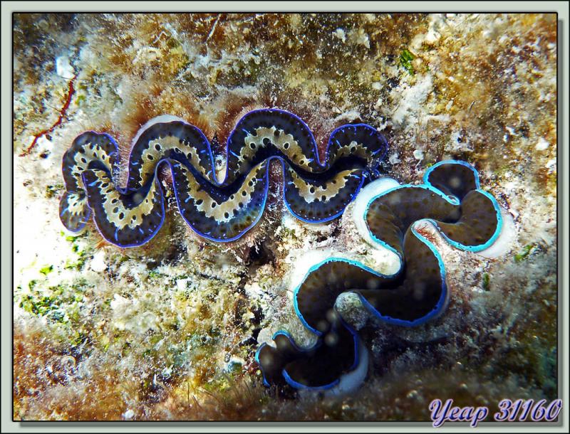 Bénitier - Motu Varney (Royal Tikehau) - Atoll Tikehau - Archipel des Tuamotu - Polynésie française