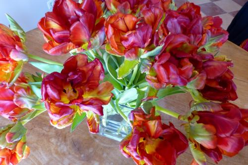 Tulipes perroquet, suite...