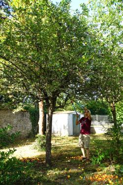 pomme pomme pomme