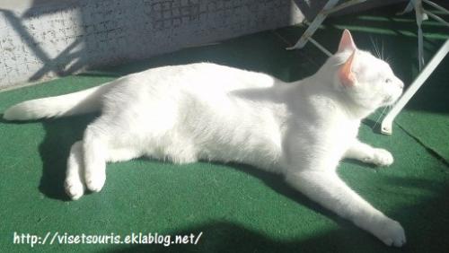 Journée mondiale du chat