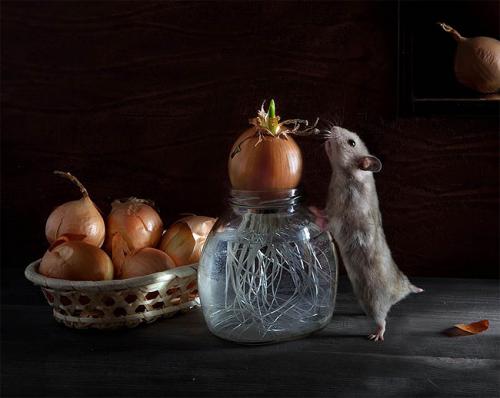 Elena Eremina et la vie des animaux