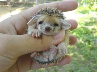 http://lancien.cowblog.fr/images/Animaux5/753.jpg