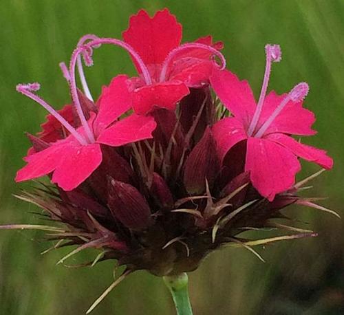 Fleurs cultivées : Dianthus