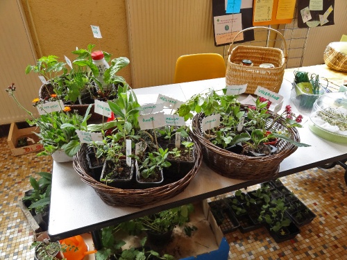 Foire aux graines