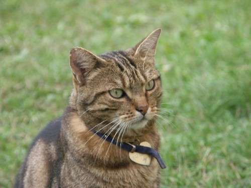Coockie-chat.JPG