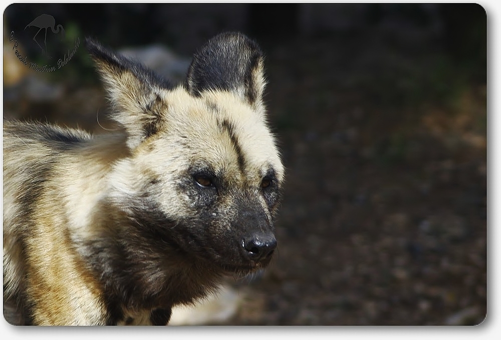 Lychaons au Parc Darwin de Montpellier...