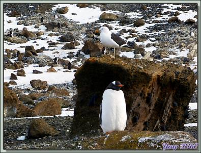 Manchots papous et Goéland dominicain