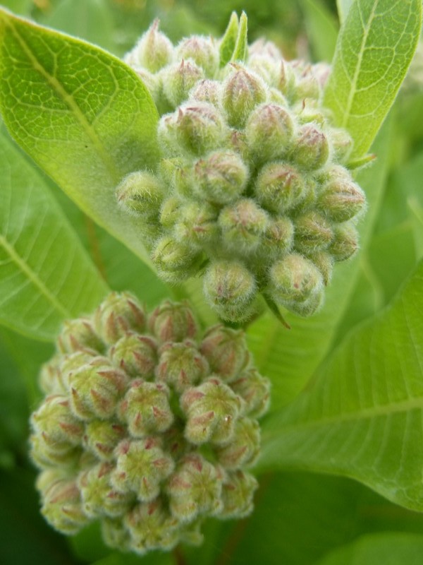 "arbre à perruches" ...