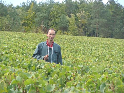 Les vendanges chez Sylvain Bouhélier..