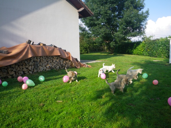 La sociabilisation du chiot 