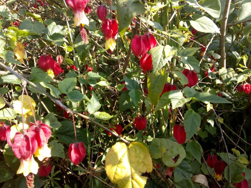 mon abutilon dans mon jardin