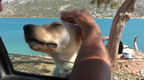 Le regard de la sentinelle