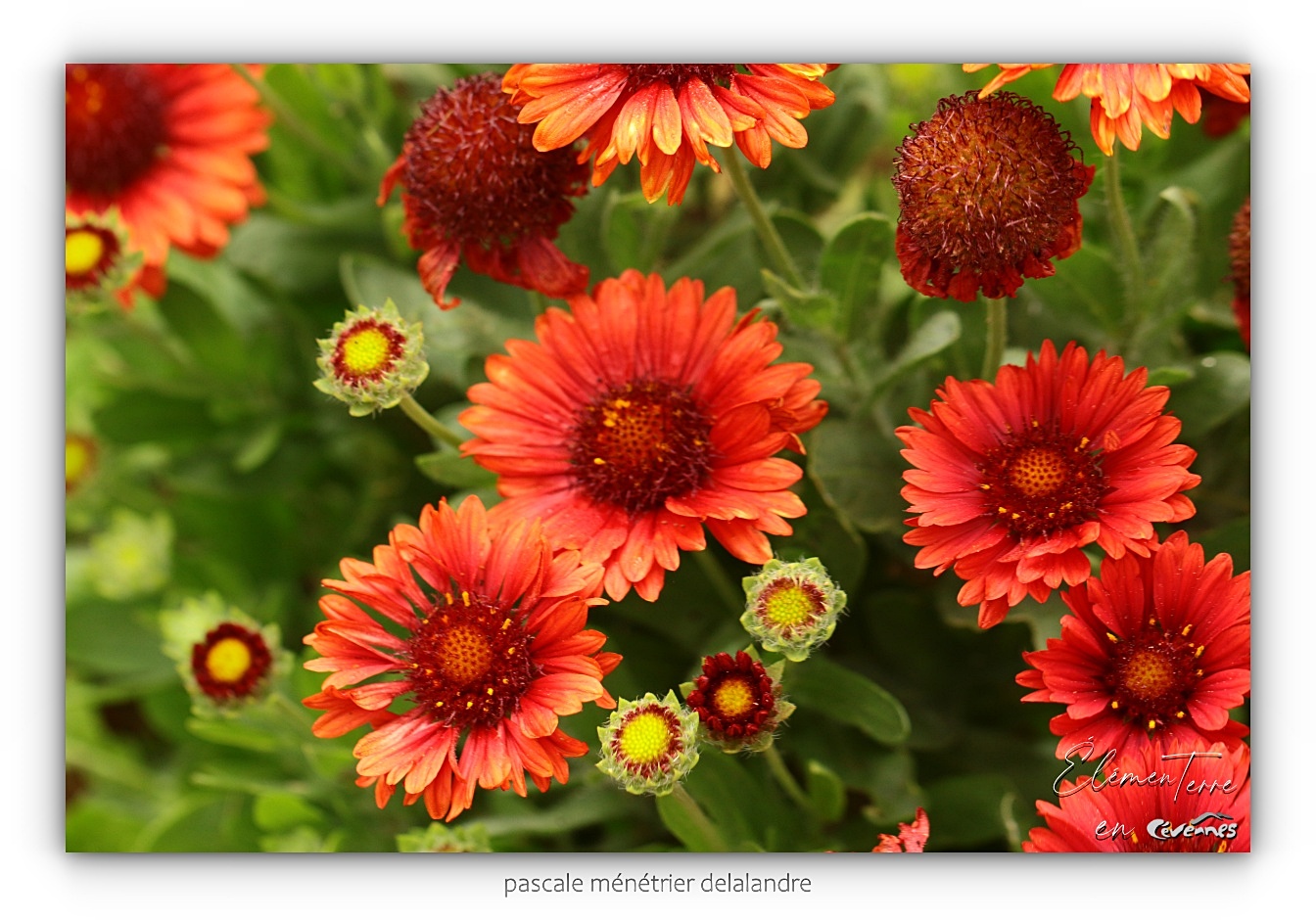 Gaillarde