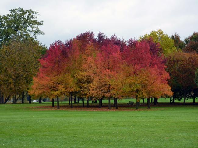 Randonnée autour du Parc de Rentilly en Seine-et-Marne