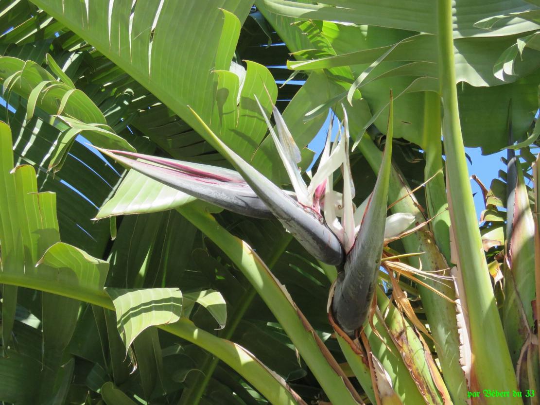 des oiseaux de paradis
