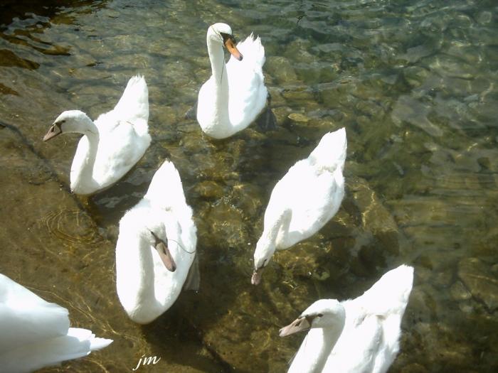 les cygnes