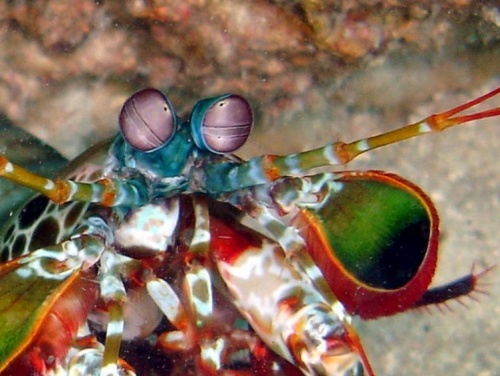 DECOUVERTE DE NOUVELLES ESPECES SUR TERRE