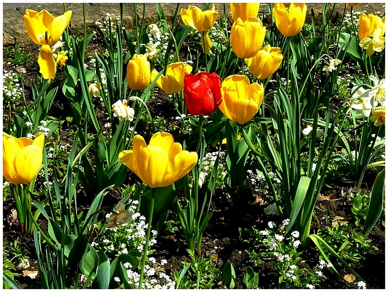 Metz / Loin de janvier le temps des fleurs...