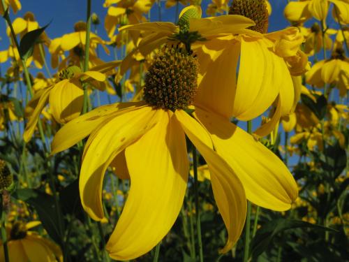 Fleurs cultivées : rudbeckia