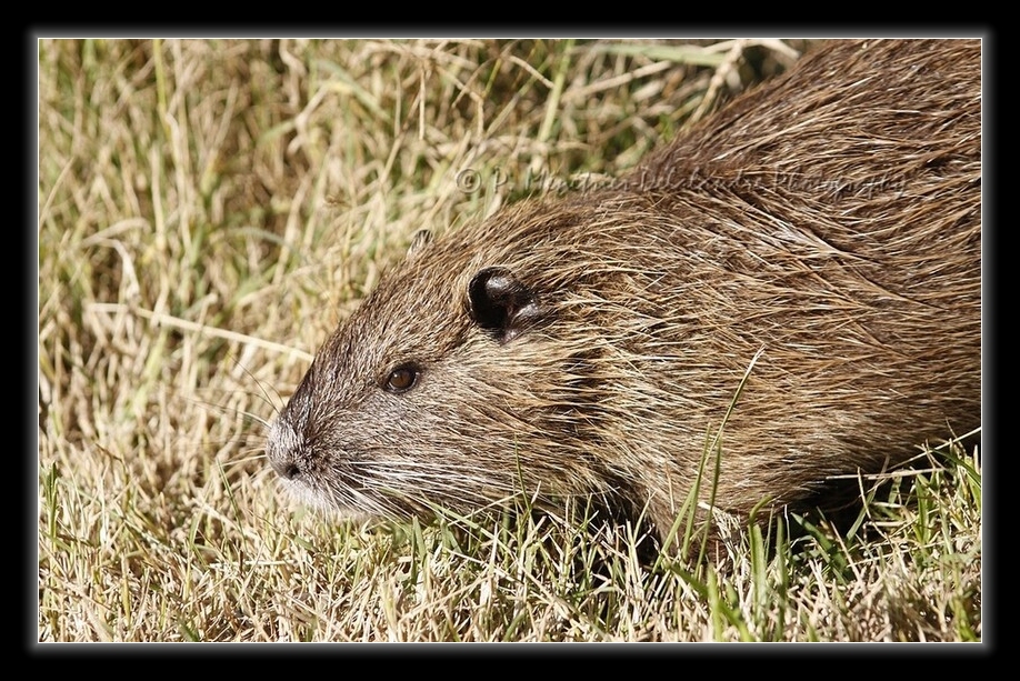 Rencontre avec Monsieur Ragondin...