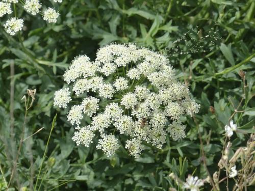 Fleurs de la Candolle