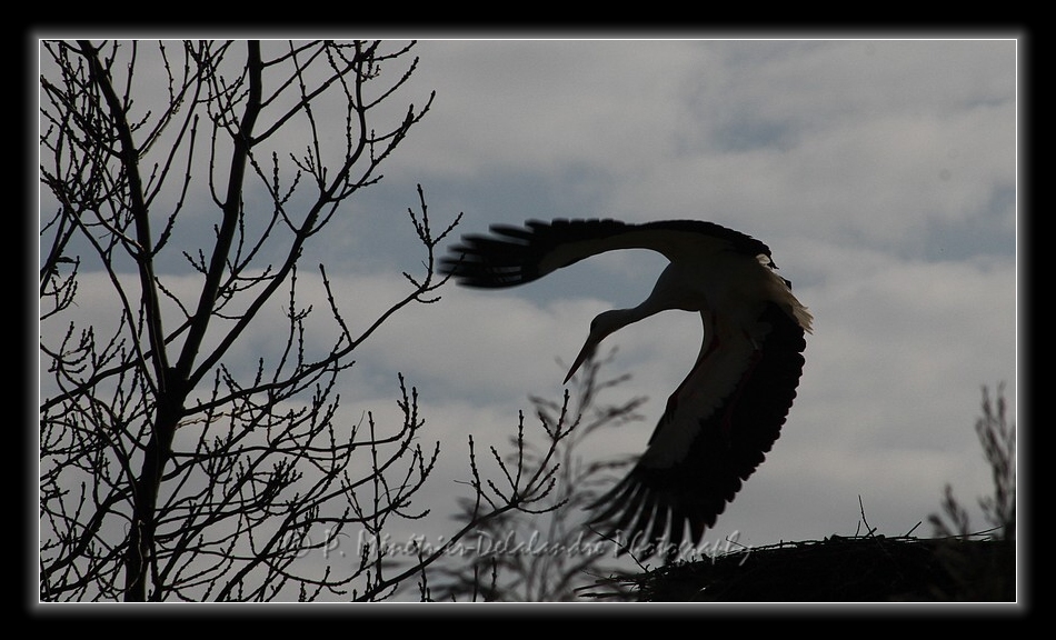 Envol d'une cigogne...