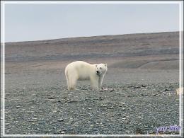 Vers 14 heures, enfin je pars en Zodiac vers l'ours, il n'a pas bougé d'un poil et mange toujours - Creswell Bay - Somerset Island - Nunavut - Canada