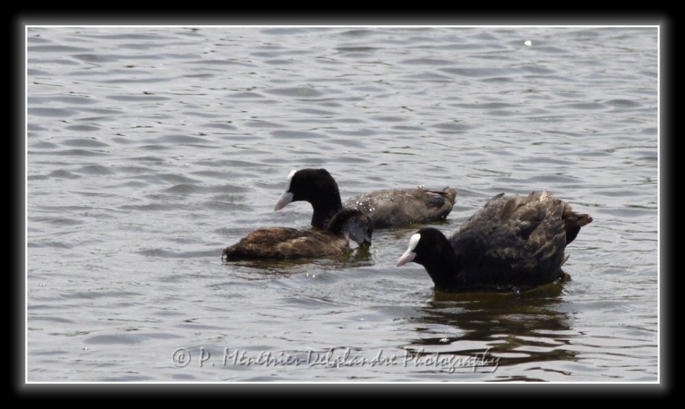 Famille Foulques en balade...