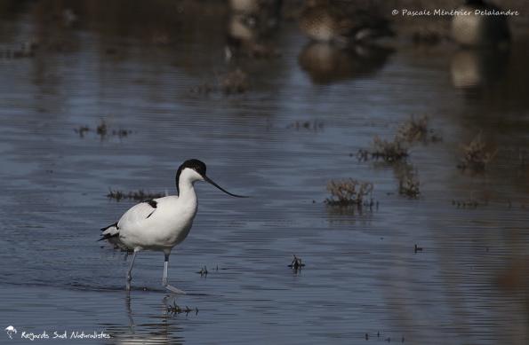 Avocette élégante