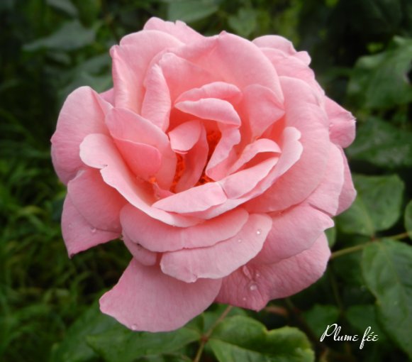 Image14.jpg
