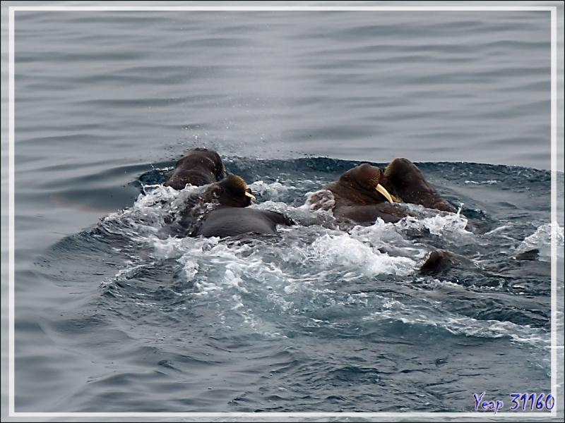 La fuite des Morses, Walrus (Odobenus rosmarus) - Mer des Tchouktches - Alaska