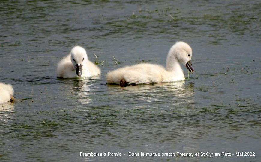 Cygnes et cygneaux dans le marais breton - Mai 2022